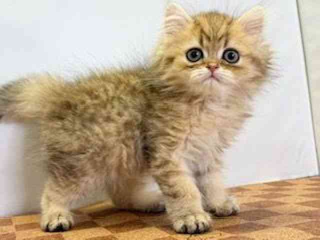 愛媛県のペルシャ (ひごペットフレンドリーエミフルMASAKI店/2025年9月20日生まれ/男の子/チンチラゴールデン)の子猫の2枚目の画像