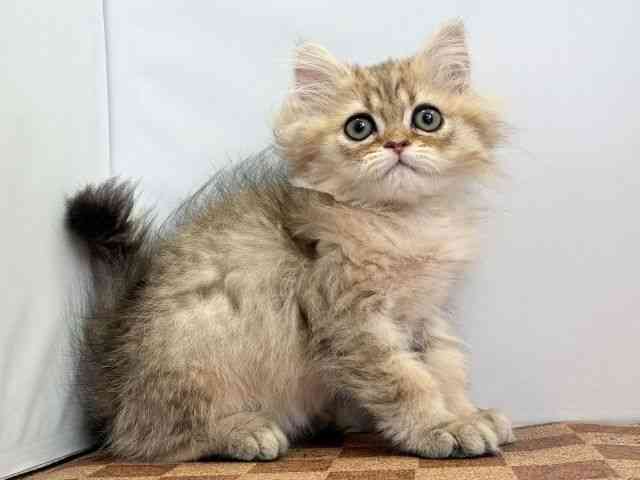 愛媛県のペルシャ (ひごペットフレンドリーエミフルMASAKI店/2025年9月20日生まれ/男の子/チンチラゴールデン)の子猫の2枚目の画像