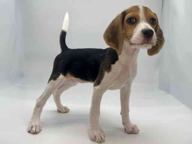 島根県のビーグル (ひごペットフレンドリーイオンモール出雲店/2025年10月12日生まれ/女の子/ブラックタンホワイト)の子犬の2枚目の画像