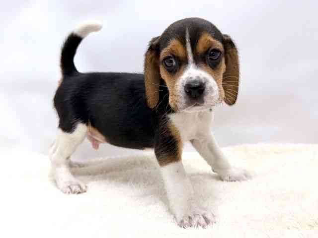 広島県のビーグル (ひごペットフレンドリーゆめタウン廿日市店/2025年10月12日生まれ/男の子/ブラックタンホワイト)の子犬の2枚目の画像