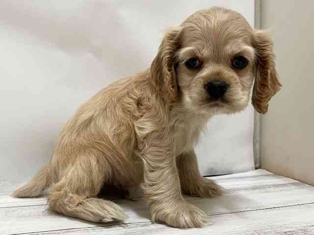 和歌山県のアメリカンコッカースパニエル (ひごペットフレンドリーパームシティ和歌山店/2025年10月11日生まれ/男の子/バフ)の子犬の2枚目の画像