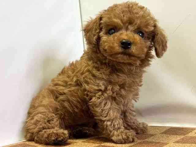 愛媛県のトイプードル(トイ) (ひごペットフレンドリーエミフルMASAKI店/2025年10月8日生まれ/男の子/レッド)の子犬の2枚目の画像