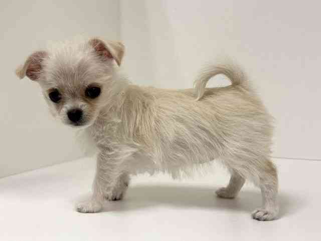 愛知県のチワマル/マルチワ(チワワ×マルチーズ) (ひごペットフレンドリーイトーヨーカドー知多店/2025年10月12日生まれ/女の子/クリーム)の子犬の2枚目の画像