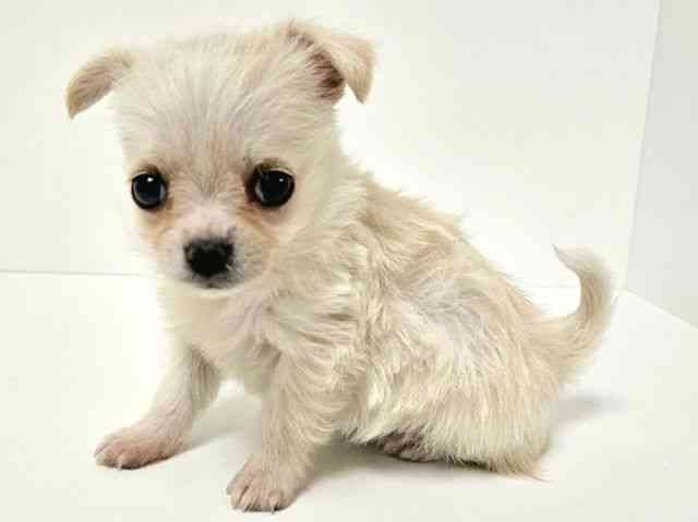 愛知県のチワマル/マルチワ(チワワ×マルチーズ) (ひごペットフレンドリーイトーヨーカドー知多店/2025年10月12日生まれ/女の子/クリーム)の子犬の2枚目の画像