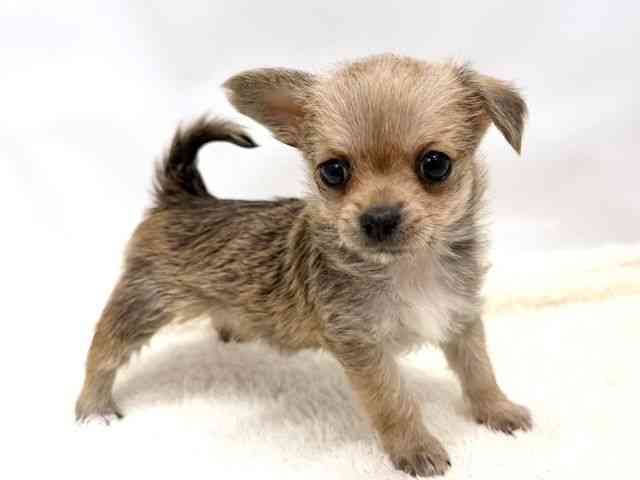 広島県のチワマル/マルチワ(チワワ×マルチーズ) (ひごペットフレンドリーゆめタウン廿日市店/2025年10月12日生まれ/女の子/フォーンホワイト)の子犬の2枚目の画像