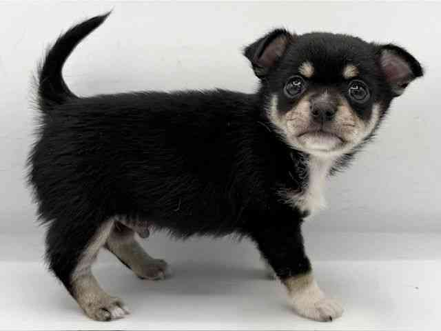 大阪府のポメチワ/チワポメ/ポメチー(ポメラニアン×チワワ) (ひごペットフレンドリーららぽーとEXPOCITY店/2025年10月11日生まれ/男の子/ブラックタンホワイト)の子犬の2枚目の画像