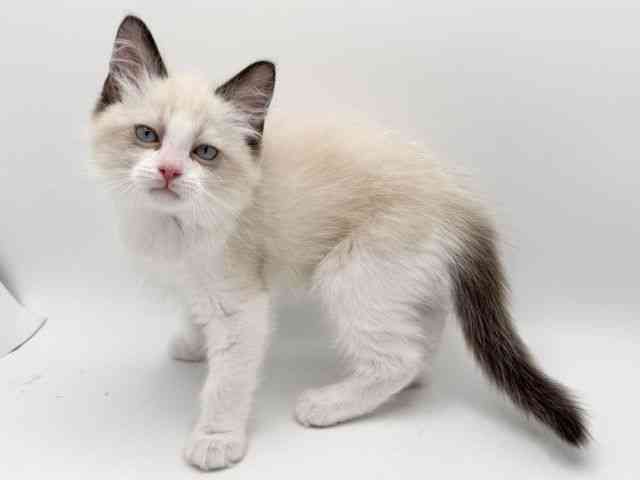 大阪府のラグドール (ひごペットフレンドリーみのおキューズモール店/2025年10月10日生まれ/男の子/シールポイントバイカラー)の子猫の2枚目の画像