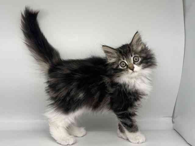 徳島県のノルウェージャンフォレストキャット (ひごペットフレンドリーゆめタウン徳島店/2025年10月12日生まれ/男の子/ブラウンタビーホワイト)の子猫の2枚目の画像