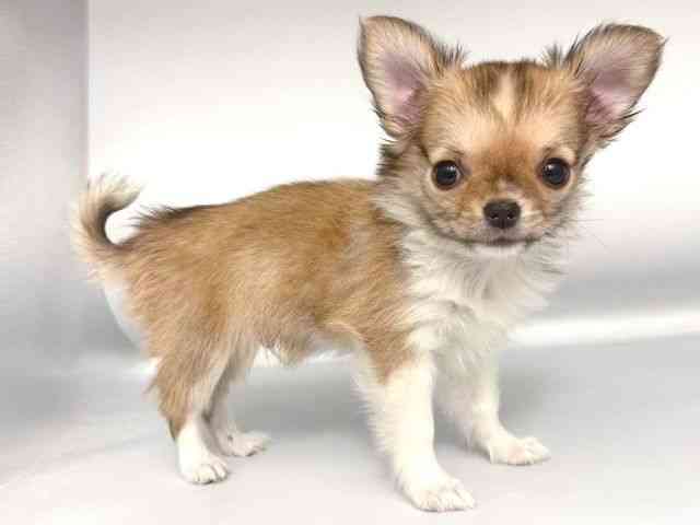 大阪府のチワワ(ロング) (ひごペットフレンドリー岸和田店/2025年10月10日生まれ/男の子/レッドセーブルホワイト)の子犬の2枚目の画像