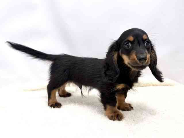 広島県のカニンヘンダックスフンド(ロング) (ひごペットフレンドリーゆめタウン廿日市店/2025年10月10日生まれ/男の子/ブラックタン)の子犬の2枚目の画像