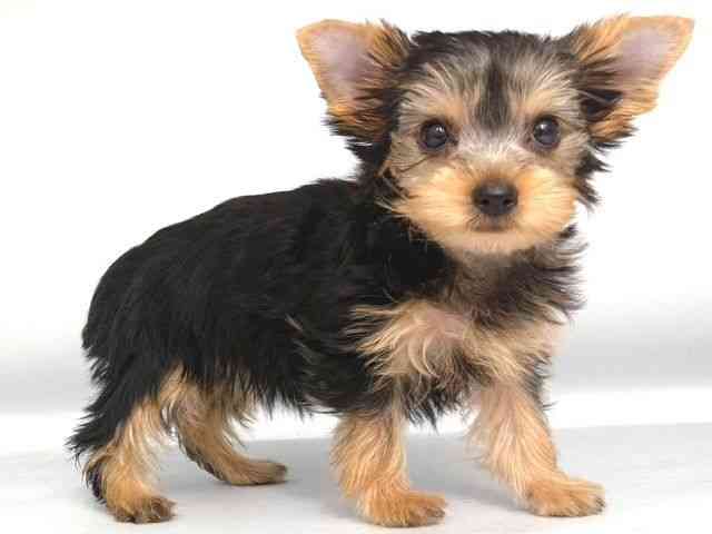 大阪府のヨークシャーテリア (ひごペットフレンドリー岸和田店/2025年10月9日生まれ/女の子/スチールブルータン)の子犬の2枚目の画像