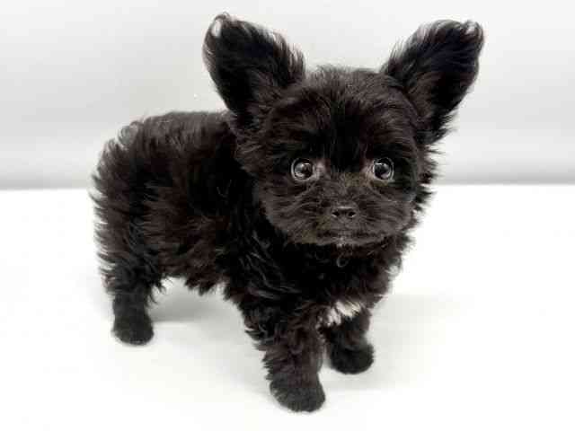 大阪府のハーフ犬・ミックス犬 (ひごペットフレンドリーイオンタウン豊中庄内店/2025年10月1日生まれ/男の子/ブラックホワイト)の子犬の2枚目の画像