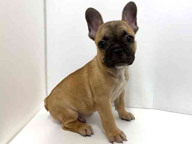 大阪府のフレンチブルドッグ (ひごペットフレンドリーベルファⅡ都島店/2025年10月5日生まれ/男の子/フォーン)の子犬の2枚目の画像