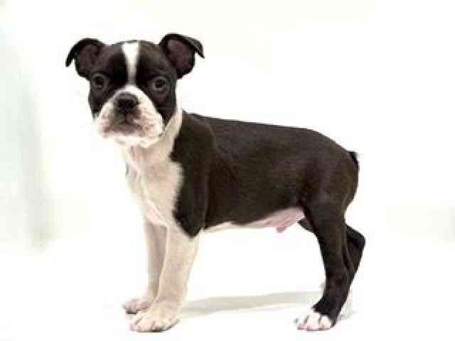 愛知県のボストンテリア (ひごペットフレンドリーヴィアモール アピタ江南西店/2025年10月3日生まれ/男の子/ボストンカラー)の子犬の2枚目の画像