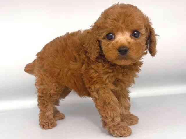 大阪府のトイプードル(トイ) (ひごペットフレンドリー岸和田店/2025年10月12日生まれ/男の子/アプリコット)の子犬の2枚目の画像