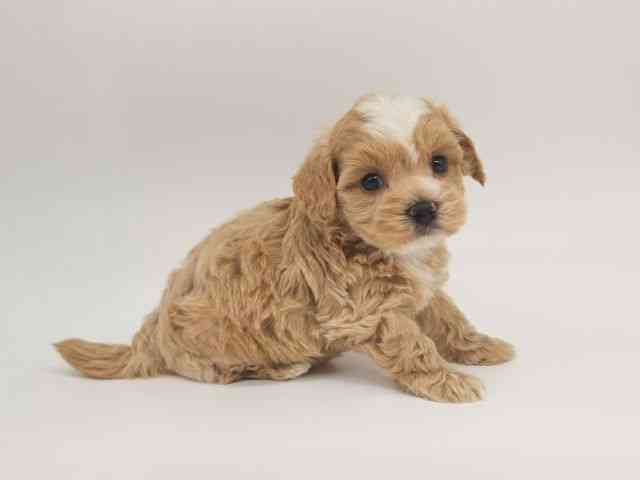 大阪府のハーフ犬・ミックス犬 (ひごペットフレンドリー泉ヶ丘店/2025年10月8日生まれ/女の子/クリーム)の子犬の2枚目の画像