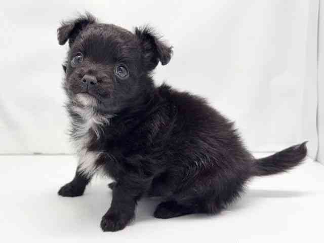 京都府のハーフ犬・ミックス犬 (ひごペットフレンドリー洛北阪急スクエア店/2025年10月9日生まれ/女の子/ブラック)の子犬の2枚目の画像