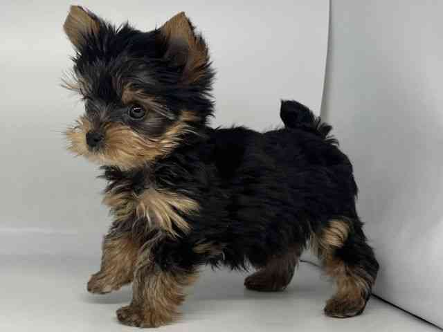 徳島県のヨークシャーテリア (ひごペットフレンドリーゆめタウン徳島店/2025年10月9日生まれ/男の子/スチールブルータン)の子犬の2枚目の画像