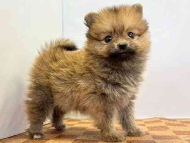 愛媛県のポメラニアン (ひごペットフレンドリーエミフルMASAKI店/2025年10月10日生まれ/女の子/オレンジ)の子犬の2枚目の画像