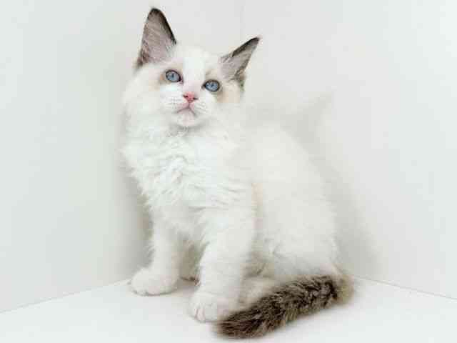 京都府のラグドール (ひごペットフレンドリーイズミヤショッピングセンター八幡店/2025年10月10日生まれ/男の子/シールポイントバイカラー)の子猫の2枚目の画像