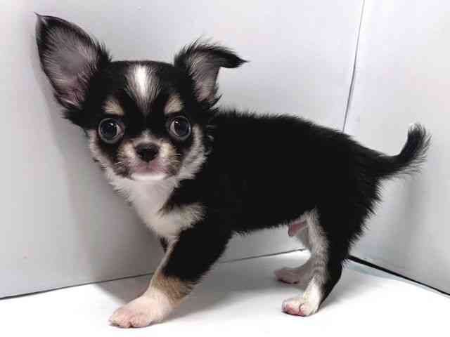 奈良県のチワワ(ロング) (ひごペットフレンドリー奈良パワーシティ店/2025年10月10日生まれ/男の子/ブラックタンホワイト)の子犬の2枚目の画像