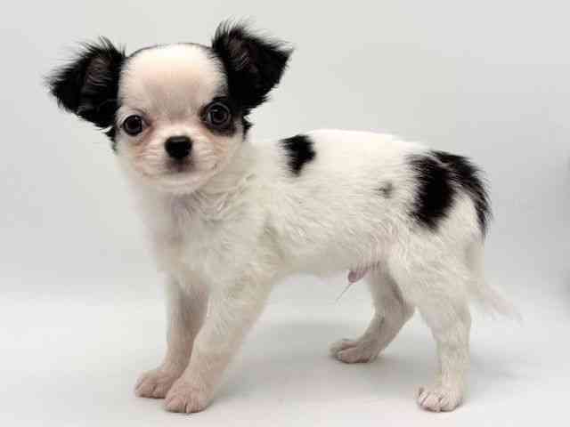 大阪府のチワワ(ロング) (ひごペットフレンドリーみのおキューズモール店/2025年10月10日生まれ/男の子/ホワイトブラック)の子犬の2枚目の画像