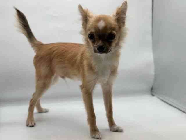 香川県のチワワ(ロング) (ひごペットフレンドリーゆめタウン高松店/2025年10月10日生まれ/男の子/セーブルホワイト)の子犬の2枚目の画像