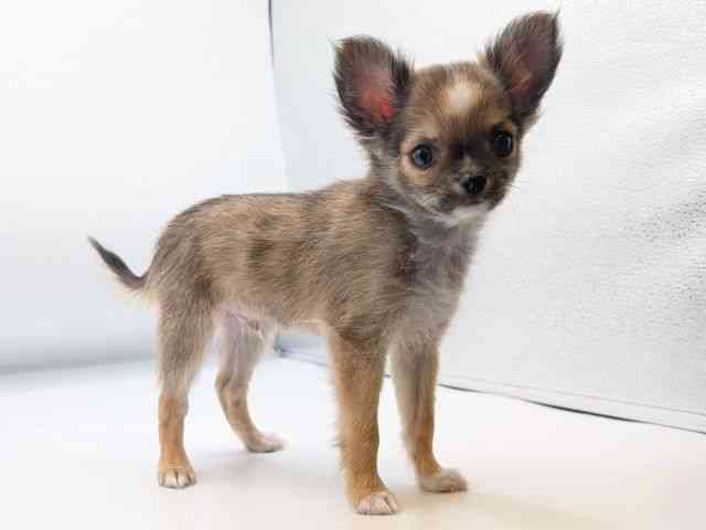 香川県のチワワ(ロング) (ひごペットフレンドリーゆめタウン高松店/2025年10月10日生まれ/男の子/セーブルホワイト)の子犬の2枚目の画像