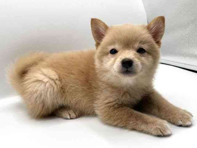 京都府のポメ柴/豆ポメ/ポメ豆柴(ポメラニアン×柴犬) (ひごペットフレンドリーイオンモール高の原店/2025年10月8日生まれ/女の子/クリーム)の子犬の2枚目の画像