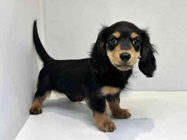 大阪府のカニンヘンダックスフンド(ロング) (ひごペットフレンドリーセブンパーク天美店/2025年10月10日生まれ/男の子/ブラックタン)の子犬の2枚目の画像