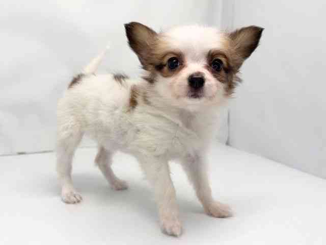 京都府のパピヨン (ひごペットフレンドリー洛北阪急スクエア店/2025年10月12日生まれ/女の子/ホワイトブラウン)の子犬の2枚目の画像