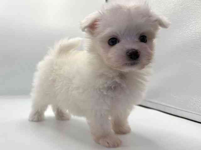 愛知県のマルチーズ (ひごペットフレンドリープライムツリー赤池店/2025年10月11日生まれ/男の子/ホワイト)の子犬の2枚目の画像