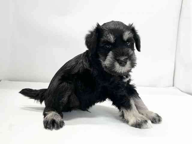愛媛県のミニチュアシュナウザー (ひごペットフレンドリーイオンモール今治新都市店/2025年10月10日生まれ/男の子/ブラックシルバー)の子犬の2枚目の画像