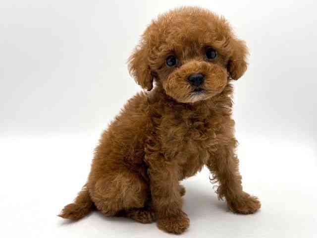 奈良県のトイプードル(トイ) (ひごペットフレンドリー田原本店/2025年10月10日生まれ/男の子/レッド)の子犬の2枚目の画像