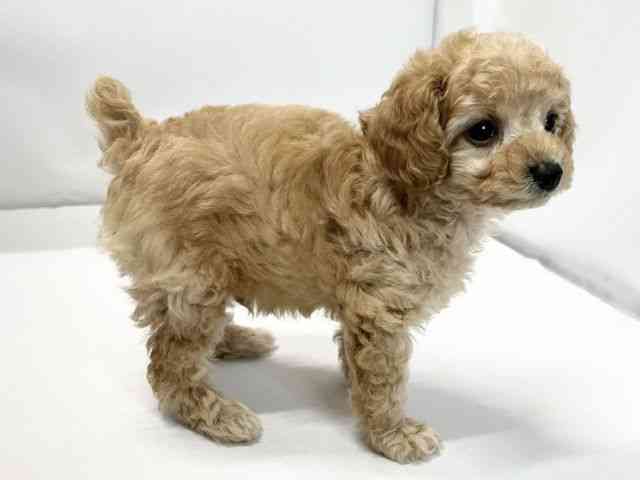 愛媛県のトイプードル(トイ) (ひごペットフレンドリーイオンモール今治新都市店/2025年10月7日生まれ/男の子/クリーム)の子犬の2枚目の画像