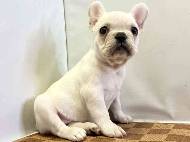 愛媛県のフレンチブルドッグ (ひごペットフレンドリーエミフルMASAKI店/2025年10月11日生まれ/女の子/クリーム)の子犬の2枚目の画像