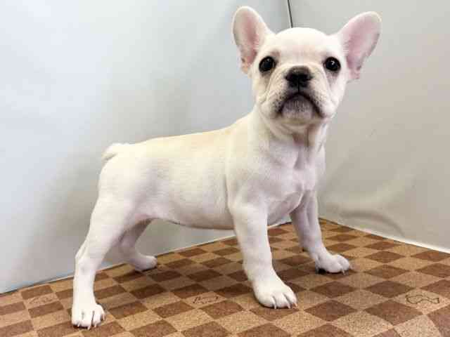 愛媛県のフレンチブルドッグ (ひごペットフレンドリーエミフルMASAKI店/2025年10月11日生まれ/女の子/クリーム)の子犬の2枚目の画像