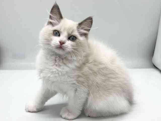 京都府のラグドール (ひごペットフレンドリー京都店/2025年9月23日生まれ/女の子/ブルーポイントバイカラー)の子猫の2枚目の画像