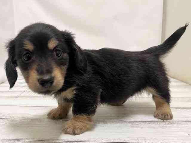 和歌山県のミニチュアダックスフンド(ロング) (ひごペットフレンドリーパームシティ和歌山店/2025年10月12日生まれ/男の子/ブラックタン)の子犬の2枚目の画像