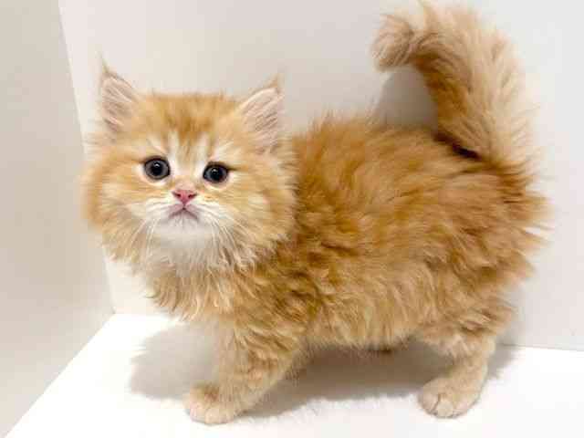 大阪府のスコティッシュフォールド (ひごペットフレンドリーイオン高槻店/2025年10月11日生まれ/男の子/レッドタビー)の子猫の2枚目の画像