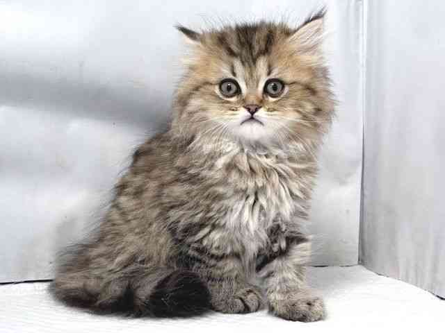 大阪府のスコティッシュフォールド (ひごペットフレンドリー堺プラットプラット店/2025年10月11日生まれ/男の子/ブラウンタビー)の子猫の2枚目の画像