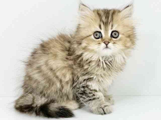 兵庫県のスコティッシュフォールド (ひごペットフレンドリーイトーヨーカドー明石店/2025年10月11日生まれ/女の子/ブラウンタビー)の子猫の2枚目の画像