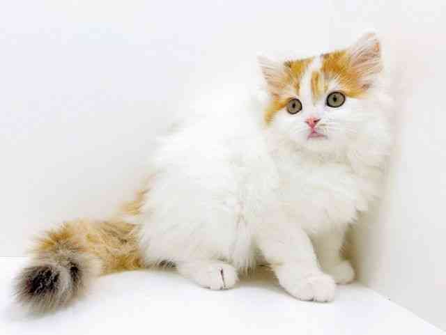 広島県のラガマフィン (ひごペットフレンドリーフジグラン神辺店/2025年10月12日生まれ/女の子/キャリコ)の子猫の2枚目の画像