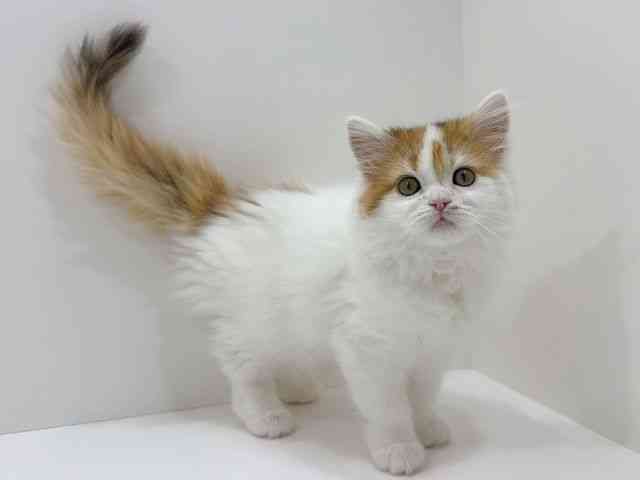 広島県のラガマフィン (ひごペットフレンドリーフジグラン神辺店/2025年10月12日生まれ/女の子/キャリコ)の子猫の2枚目の画像