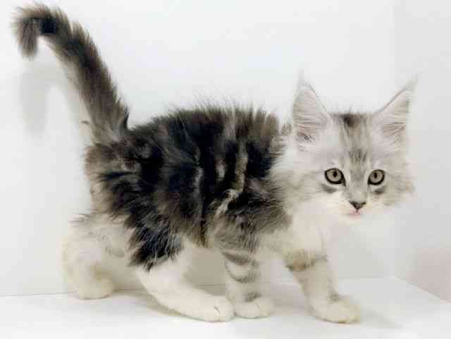 広島県のメインクーン (ひごペットフレンドリーフジグラン神辺店/2025年10月12日生まれ/男の子/シルバータビーホワイト)の子猫の2枚目の画像