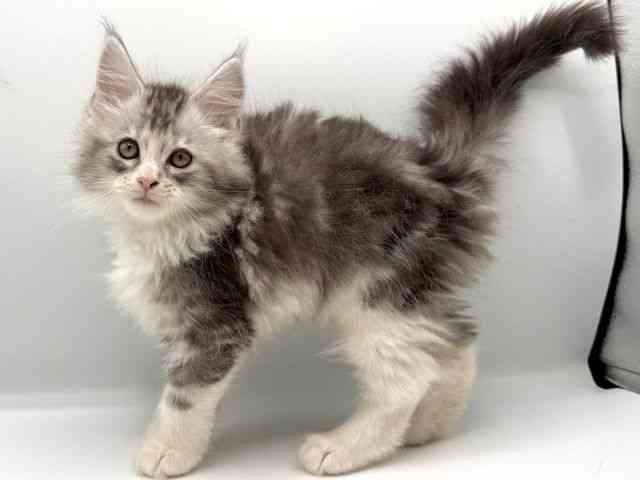 愛知県のメインクーン (ひごペットフレンドリープライムツリー赤池店/2025年10月12日生まれ/女の子/シルバータビーホワイト)の子猫の2枚目の画像