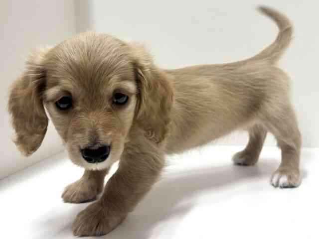 愛知県のミニチュアダックスフンド(ロング) (ひごペットフレンドリーららぽーと名古屋みなとアクルス店/2025年10月10日生まれ/女の子/ゴールド)の子犬の2枚目の画像