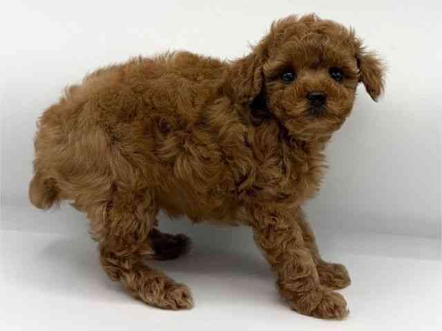 大阪府のトイプードル(トイ) (ひごペットフレンドリーららぽーとEXPOCITY店/2025年10月7日生まれ/女の子/レッド)の子犬の2枚目の画像