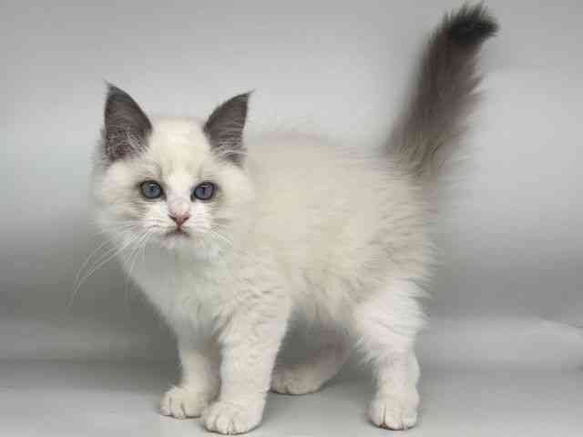 徳島県のラグドール (ひごペットフレンドリーゆめタウン徳島店/2025年9月25日生まれ/男の子/ブルーポイントバイカラー)の子猫の2枚目の画像