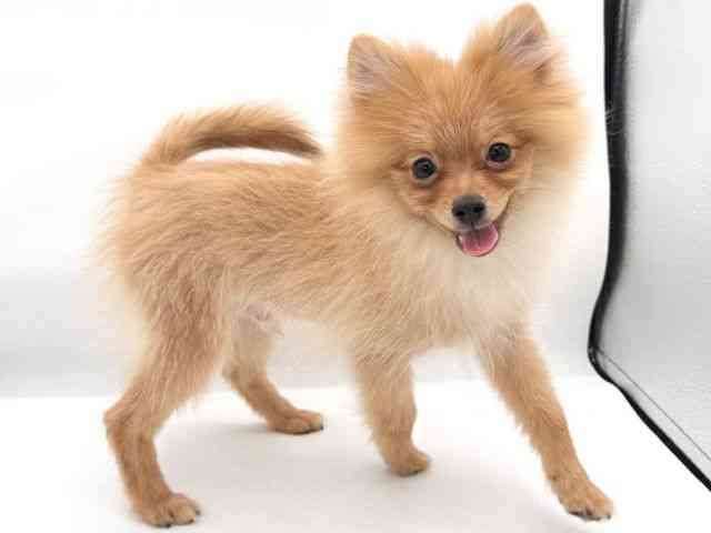 大阪府のポメラニアン (ひごペットフレンドリーイオンそよら海老江店/2025年10月7日生まれ/男の子/オレンジ)の子犬の2枚目の画像